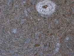 Invitrogen Blimp-1 Polyclonal Antibody 100 &mu;g; Unconjugated:Antibodies,