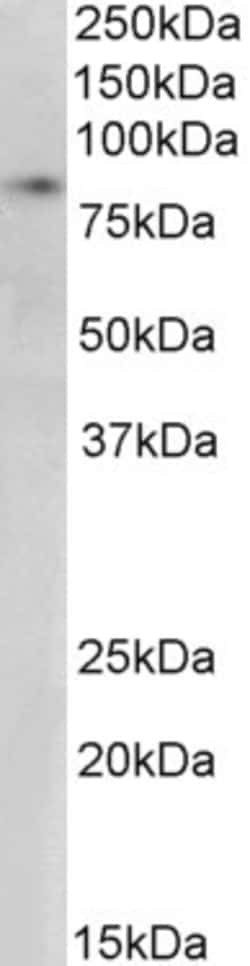 Invitrogen SETDB2 Polyclonal Antibody 100 &mu;g; Unconjugated:Antibodies,