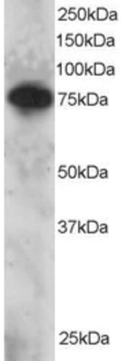 Invitrogen SETMAR Polyclonal Antibody 100 &mu;g; Unconjugated:Antibodies,