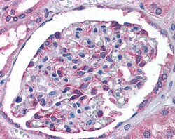 Invitrogen HIP2 Polyclonal Antibody 100 &mu;g; Unconjugated:Antibodies,