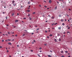 Invitrogen ARIH1 Polyclonal Antibody 100 &mu;g; Unconjugated:Antibodies,
