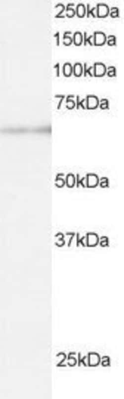 Invitrogen ARIH1 Polyclonal Antibody 100 &mu;g; Unconjugated:Antibodies,
