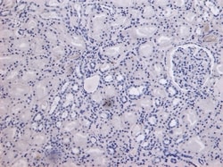 Invitrogen MID2 Polyclonal Antibody 100 &mu;g; Unconjugated:Antibodies,