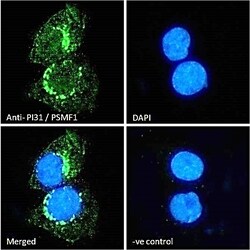 Invitrogen PSMF1 Polyclonal Antibody 100 &mu;g; Unconjugated:Antibodies,