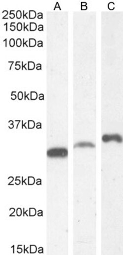 Invitrogen PSMF1 Polyclonal Antibody 100 &mu;g; Unconjugated:Antibodies,