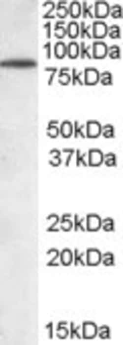 Invitrogen BERP Polyclonal Antibody 100 &mu;g; Unconjugated:Antibodies,