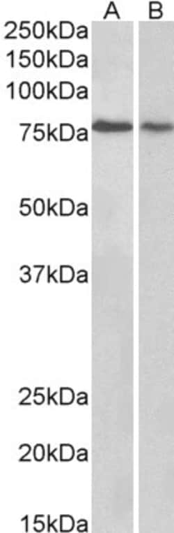 Invitrogen BERP Polyclonal Antibody 100 &mu;g; Unconjugated:Antibodies,
