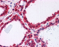 Invitrogen DJ-1 Polyclonal Antibody 100 &mu;g; Unconjugated:Antibodies,