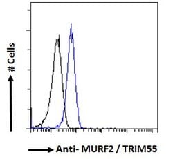 Invitrogen MURF2 Polyclonal Antibody 100 &mu;g | Buy Online | Invitrogen&trade; | Fisher Scientific