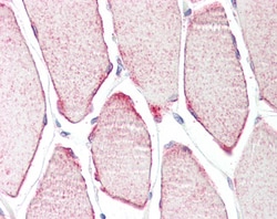 Invitrogen MURF3 Polyclonal Antibody 100 &mu;g; Unconjugated:Antibodies,