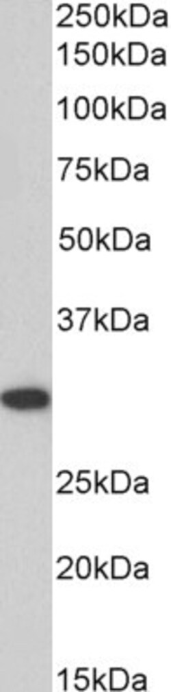 Invitrogen PHAPI2 Polyclonal Antibody 100 &mu;g | Buy Online | Invitrogen&trade; | Fisher Scientific