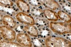 Invitrogen RNF34 Polyclonal Antibody 100 &mu;g; Unconjugated:Antibodies,