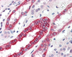 Invitrogen RNF34 Polyclonal Antibody 100 &mu;g; Unconjugated:Antibodies,