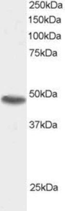 Invitrogen SNX15 Polyclonal Antibody 100 &mu;g; Unconjugated:Antibodies,