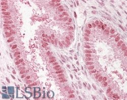 NUP50 Polyclonal Antibody, Invitrogen 100 &mu;g; Unconjugated:Antibodies,
