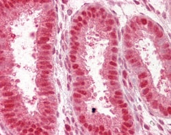 Invitrogen NUP50 Polyclonal Antibody 100 &mu;g; Unconjugated:Antibodies,