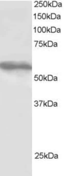 Invitrogen TRIM4 Polyclonal Antibody 100 &mu;g; Unconjugated:Antibodies,