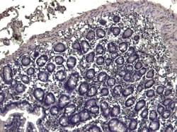 Invitrogen TRIM5 alpha/gamma/delta Polyclonal Antibody 100 &mu;g; Unconjugated:Antibodies,