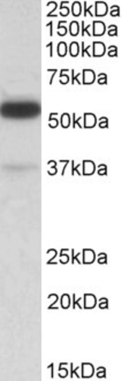 Invitrogen TRIM5 alpha/gamma/delta Polyclonal Antibody 100 &mu;g; Unconjugated:Antibodies,