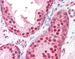 Invitrogen GPS1 Polyclonal Antibody 100 &mu;g; Unconjugated:Antibodies,