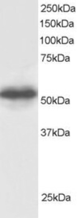 Invitrogen GPS1 Polyclonal Antibody 100 &mu;g; Unconjugated:Antibodies,