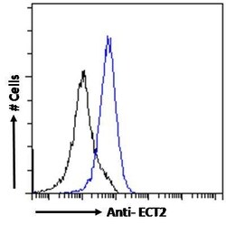 Invitrogen ECT2 Polyclonal Antibody 100 &mu;g; Unconjugated:Antibodies,