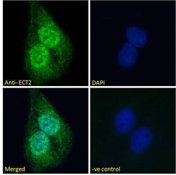 Invitrogen ECT2 Polyclonal Antibody 100 &mu;g; Unconjugated:Antibodies,