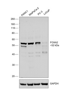 Invitrogen FOXA2 Polyclonal Antibody 100 &mu;g; Unconjugated:Anticuerpos
