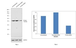 Invitrogen FOXA2 Polyclonal Antibody 100 &mu;g; Unconjugated:Anticuerpos