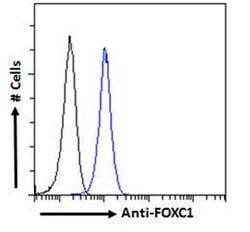 Invitrogen FOXC1 Polyclonal Antibody 100 &mu;g; Unconjugated:Antibodies,