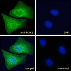 Invitrogen FOXC1 Polyclonal Antibody 100 &mu;g; Unconjugated:Antibodies,