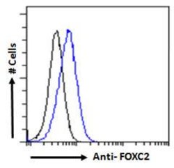 Invitrogen FOXC2 Polyclonal Antibody 100 μg; Unconjugated:Antibodies,