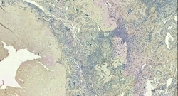 Invitrogen FOXL2 Polyclonal Antibody 100 &mu;g; Unconjugated:Antibodies,