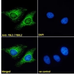 Invitrogen FBXL2 Polyclonal Antibody 100 &mu;g | Buy Online | Invitrogen&trade; | Fisher Scientific