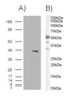 Invitrogen BAF57 Polyclonal Antibody 100 &mu;g; Unconjugated:Antibodies,