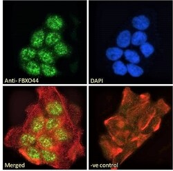 Invitrogen FBXO44 Polyclonal Antibody 100 &mu;g; Unconjugated:Antibodies,