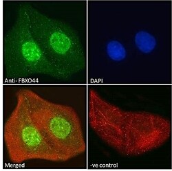 Invitrogen FBXO44 Polyclonal Antibody 100 &mu;g; Unconjugated:Antibodies,