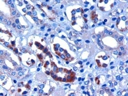 Invitrogen FBXW2 Polyclonal Antibody 100 &mu;g; Unconjugated:Antibodies,