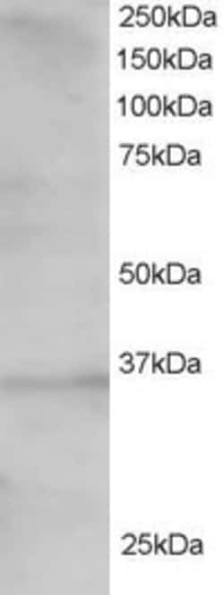 Invitrogen&trade;&nbsp;TCF19 Polyclonal Antibody