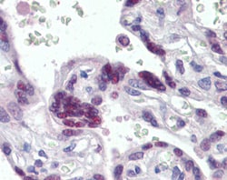 Invitrogen MRG15 Polyclonal Antibody 100 &mu;g; Unconjugated:Antibodies,