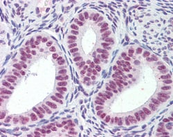 Invitrogen MRG15 Polyclonal Antibody 100 &mu;g; Unconjugated:Antibodies,