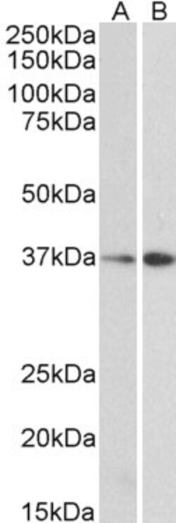 Invitrogen MRG15 Polyclonal Antibody 100 &mu;g; Unconjugated:Antibodies,