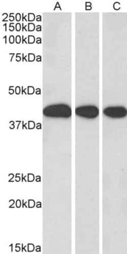 Invitrogen MRG15 Polyclonal Antibody 100 &mu;g; Unconjugated:Antibodies,