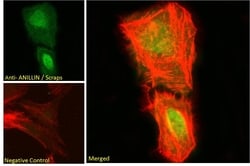 Invitrogen Anillin Polyclonal Antibody 100 μg; Unconjugated:Antibodies,