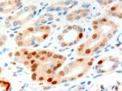 Invitrogen Anillin Polyclonal Antibody 100 μg; Unconjugated:Antibodies,
