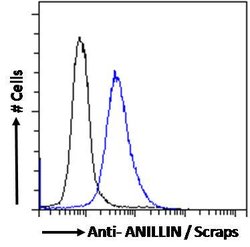 Invitrogen Anillin Polyclonal Antibody 100 μg; Unconjugated:Antibodies,