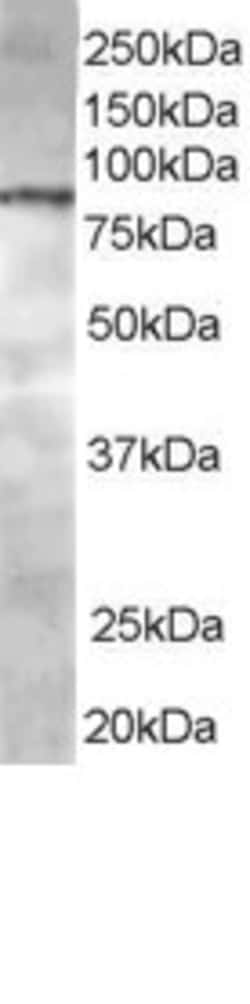 Invitrogen CENTB1 Polyclonal Antibody 100 μg; Unconjugated:Antibodies,