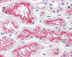 Invitrogen CENTG3 Polyclonal Antibody 100 &mu;g; Unconjugated:Antibodies,