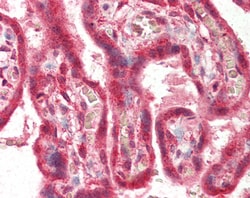 Invitrogen FAPP2 Polyclonal Antibody 100 &mu;g; Unconjugated:Antibodies,