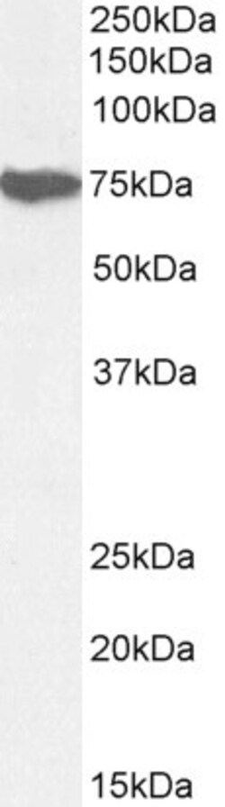 Invitrogen MUNC18 Polyclonal Antibody 100 &mu;g; Unconjugated:Antibodies,
